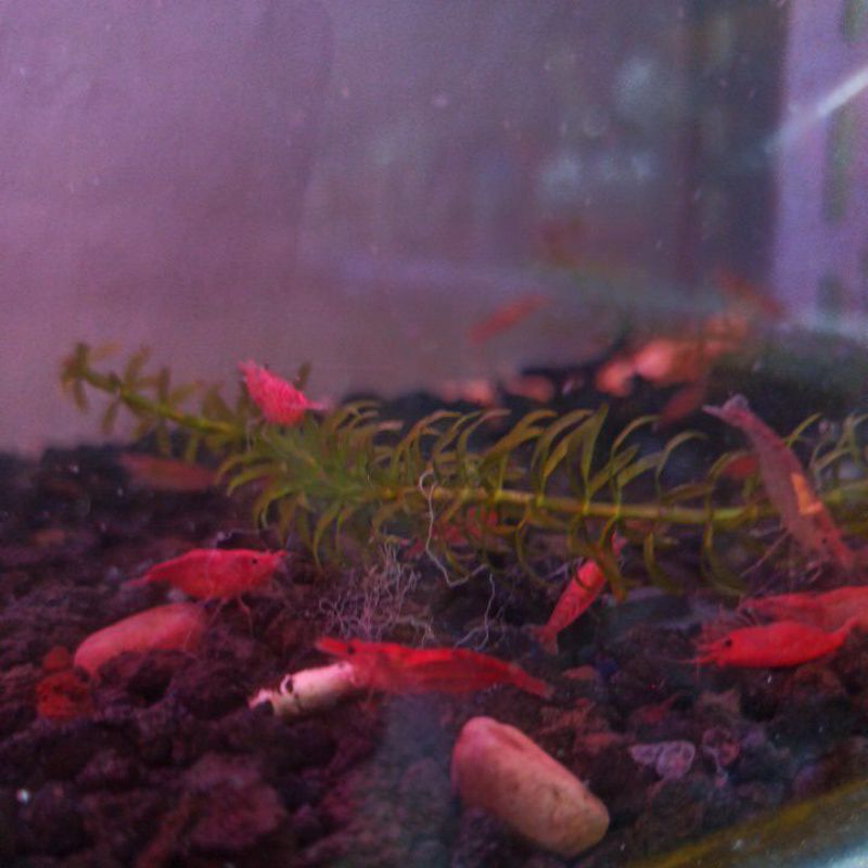 

Udang Cherry