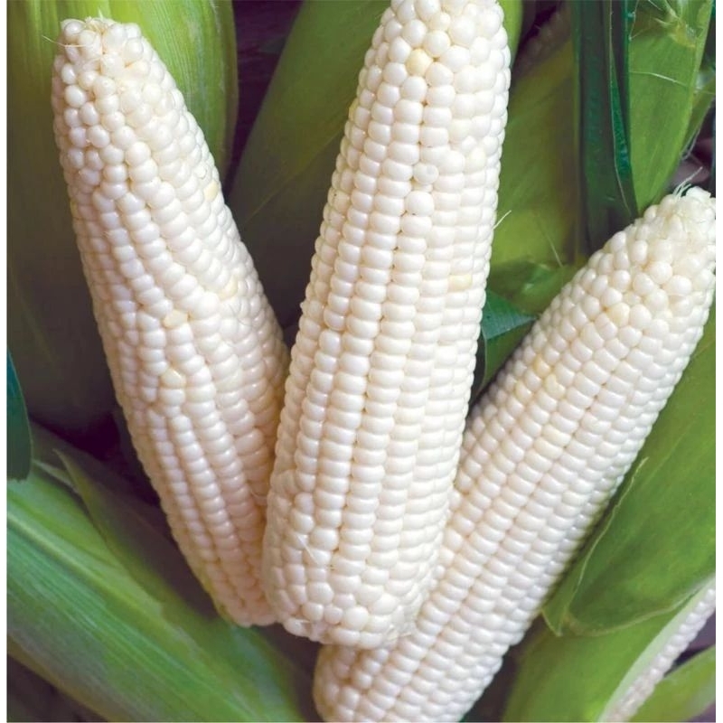 MURAH!!! BENIH JAGUNG PUTIH PULUT 1KG