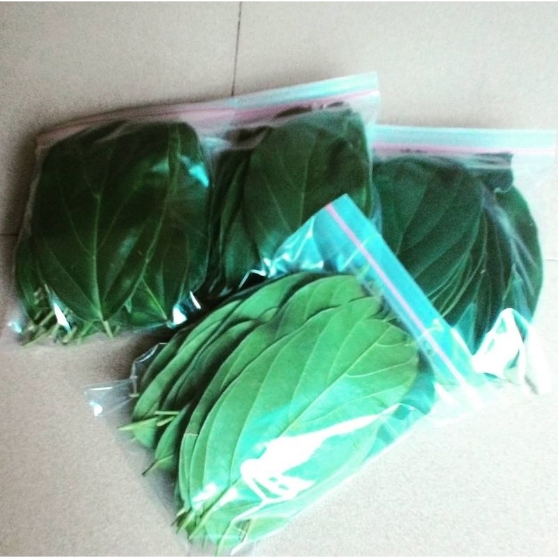 

Daun Cincau Perdu Daun Kipanas Segar 100 Gram