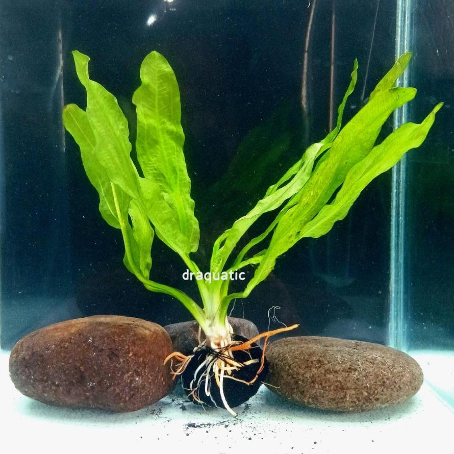 wabikusa echinodorus martii | major emersed tanaman aquascape | tanaman aquarium aquascape