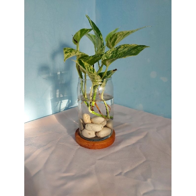 Vas Bunga Kaca Bening Model Tabung - Vas Kaca Tabung