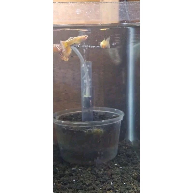 Packing Box GUPPY ALBINO RED DRAGON REMAJA