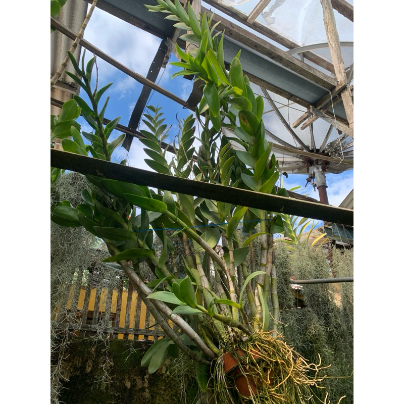 Dendrobium gouldii bougenvile white 35 batang jumbo