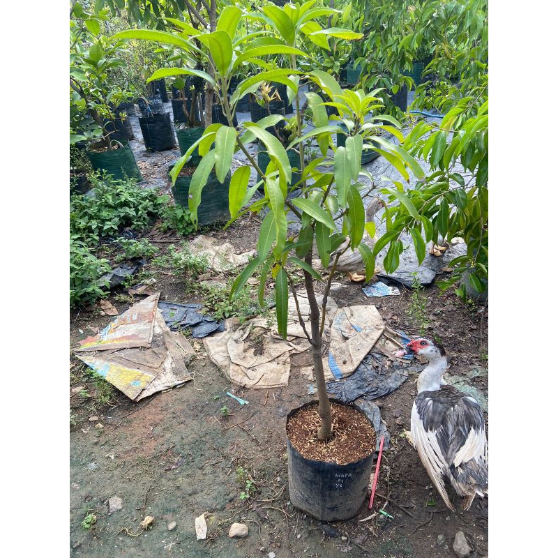 bibit mangga kombinasi