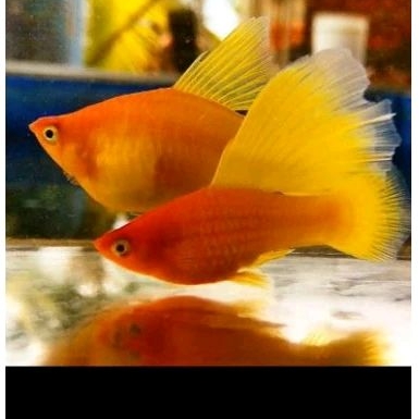 platy sunrise low fin& high fin