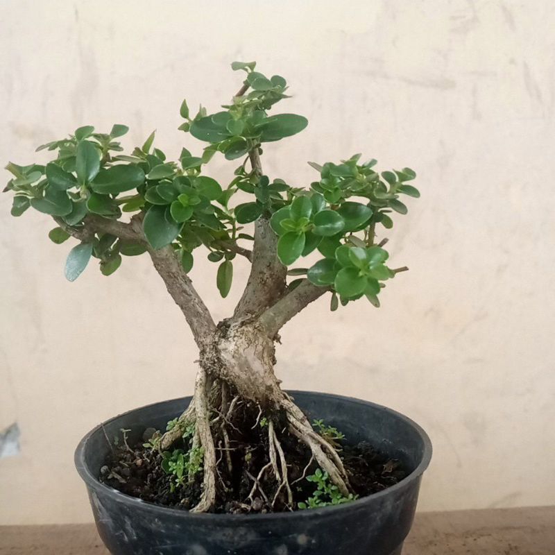 Bonsai Mini Sancang /Sancang mini