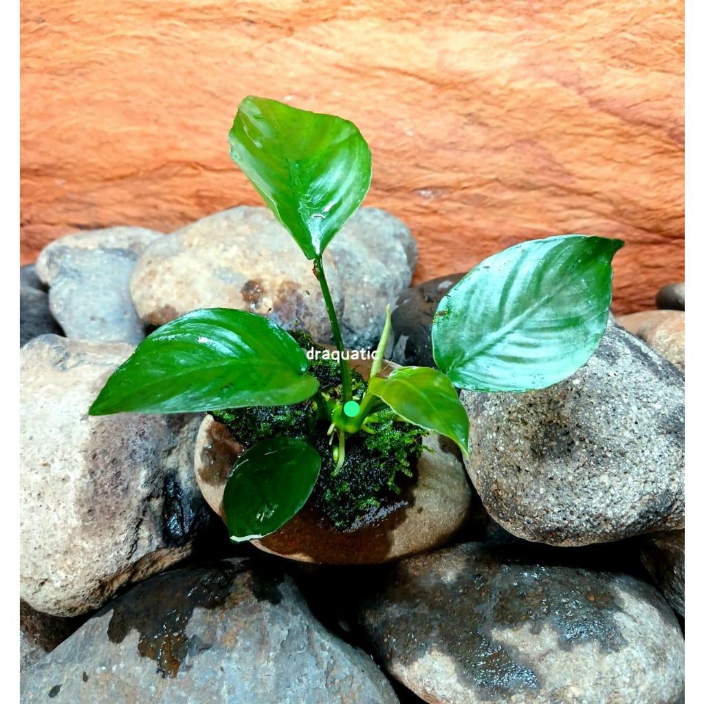 Pakis Moss Anubias Aquascape | Tanaman Aquascape Pakis Anubias