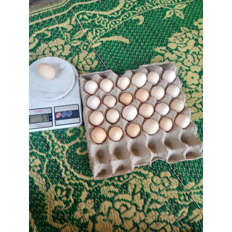 

Telur Ayam Kampung Omega Asli