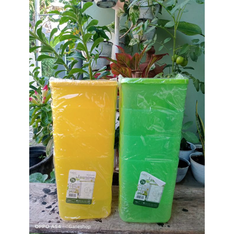 toples calista jasmine set toples plastik isi 4