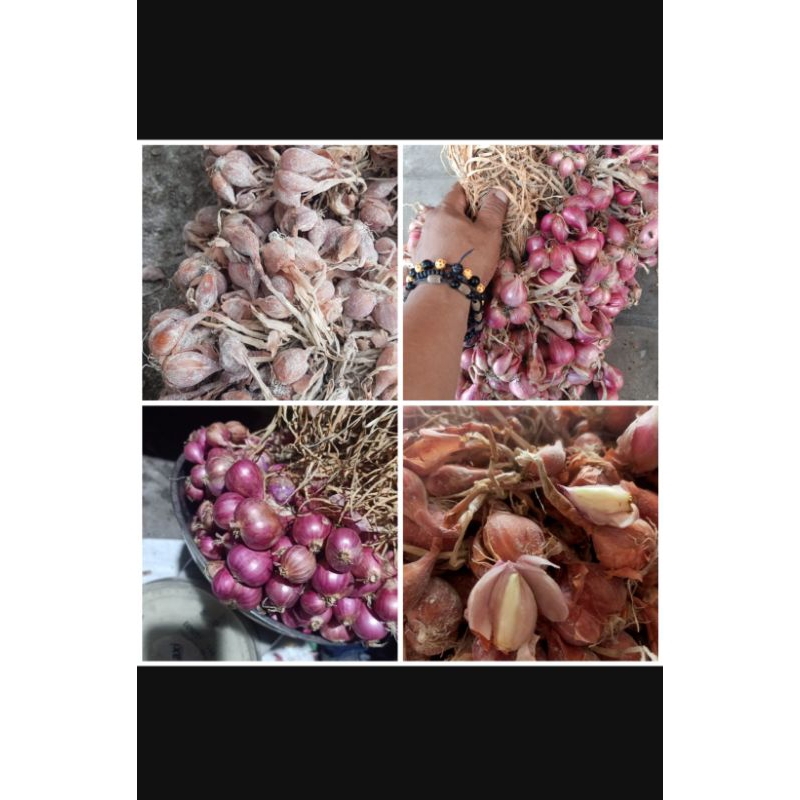 

BAWANG MERAH