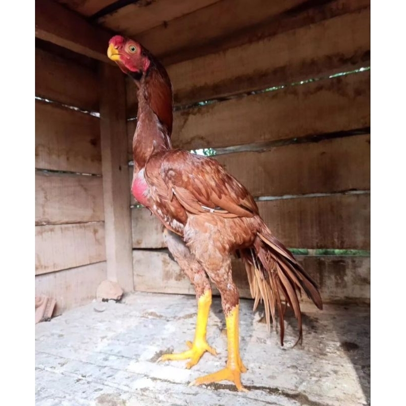 

telur ayam assel Parrot long