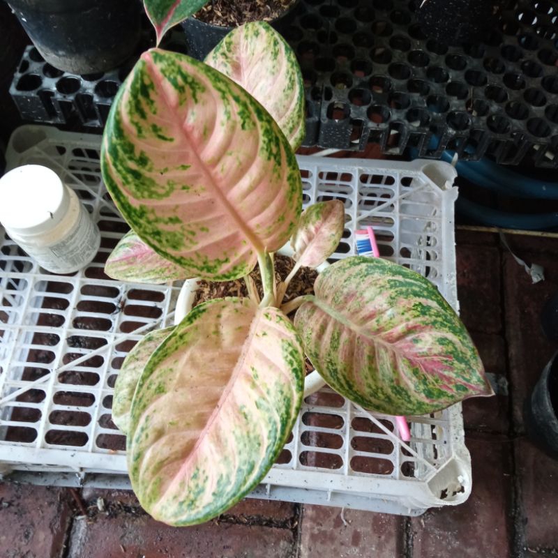 Aglonema Nusantara Real Pict