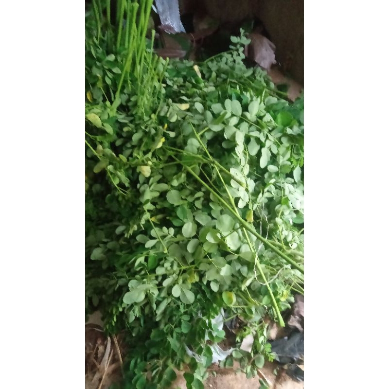 

DAUN KELOR SEGAR LANGSUNG PETIK