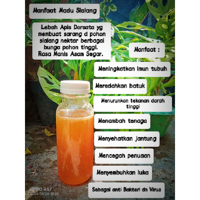 

Madu Apis dorsata (Madu Hutan Liat)