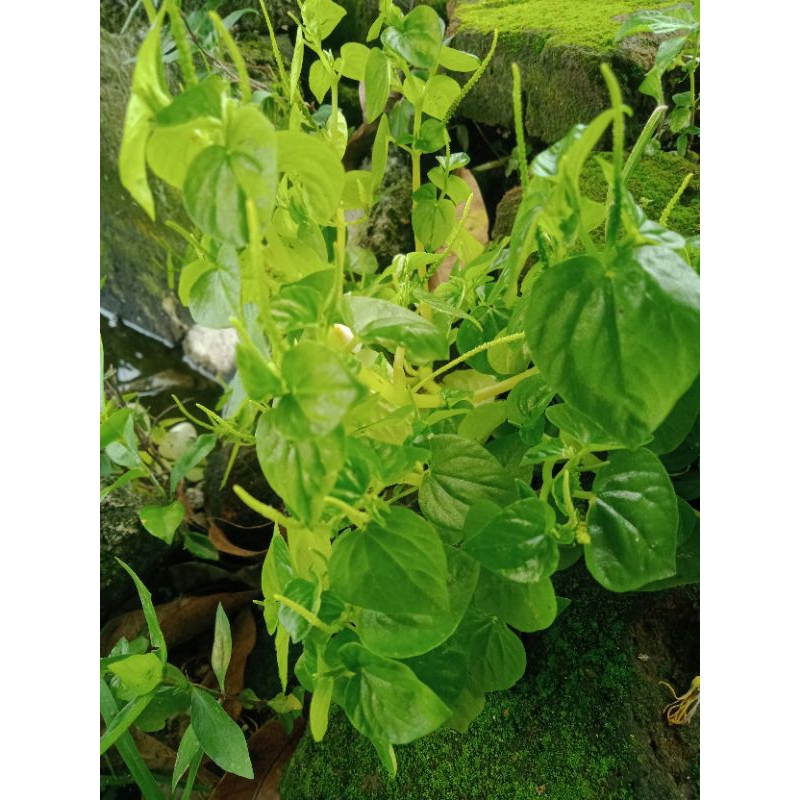 

sirih cina/tumpang air/segar 100g