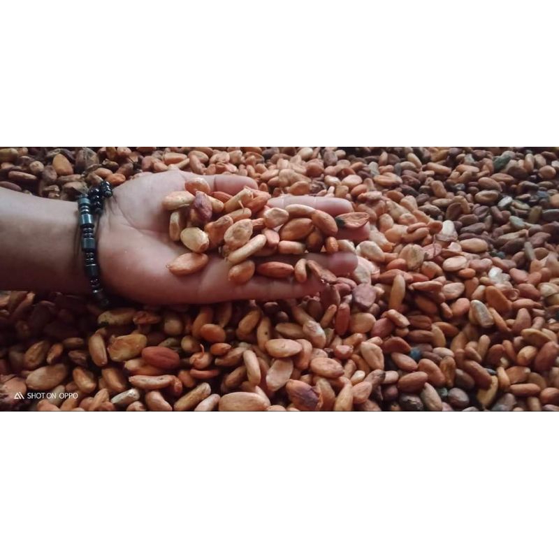 

biji coklat