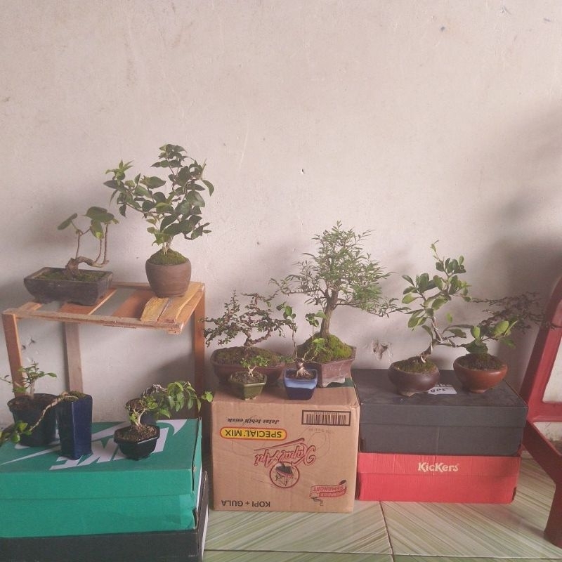 Bonsai Siap Pajang