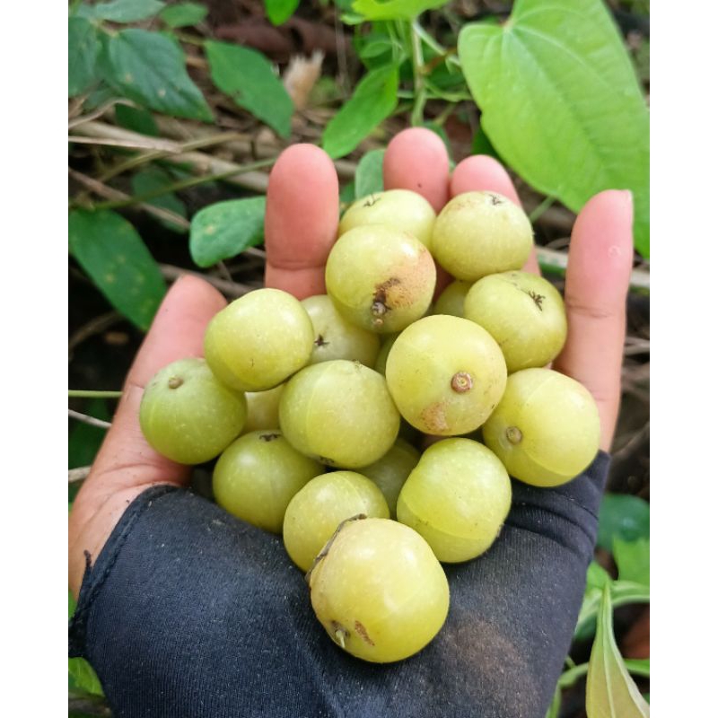 

PROMO buah Malaka segar 1 KG.