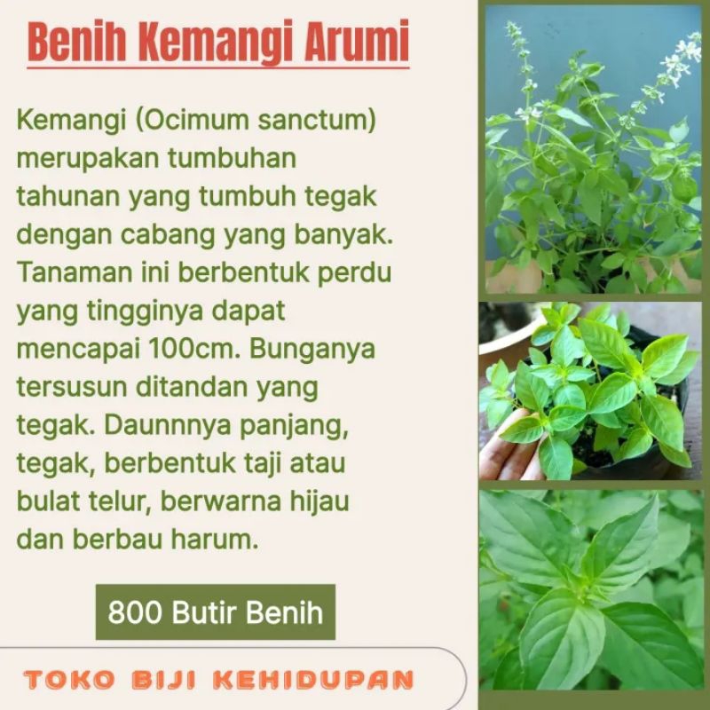 800 BIJI BENIH KEMANGI ARUMI,AROMA KUAT & TIDAK CEPAT BERBUNGA
