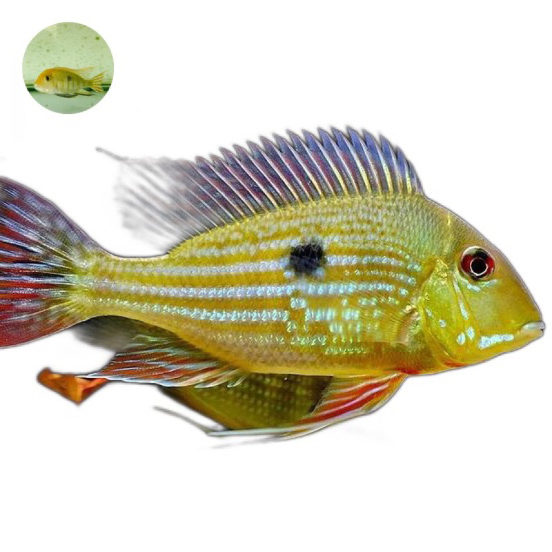 geophagus winemilleri cichlid america winem