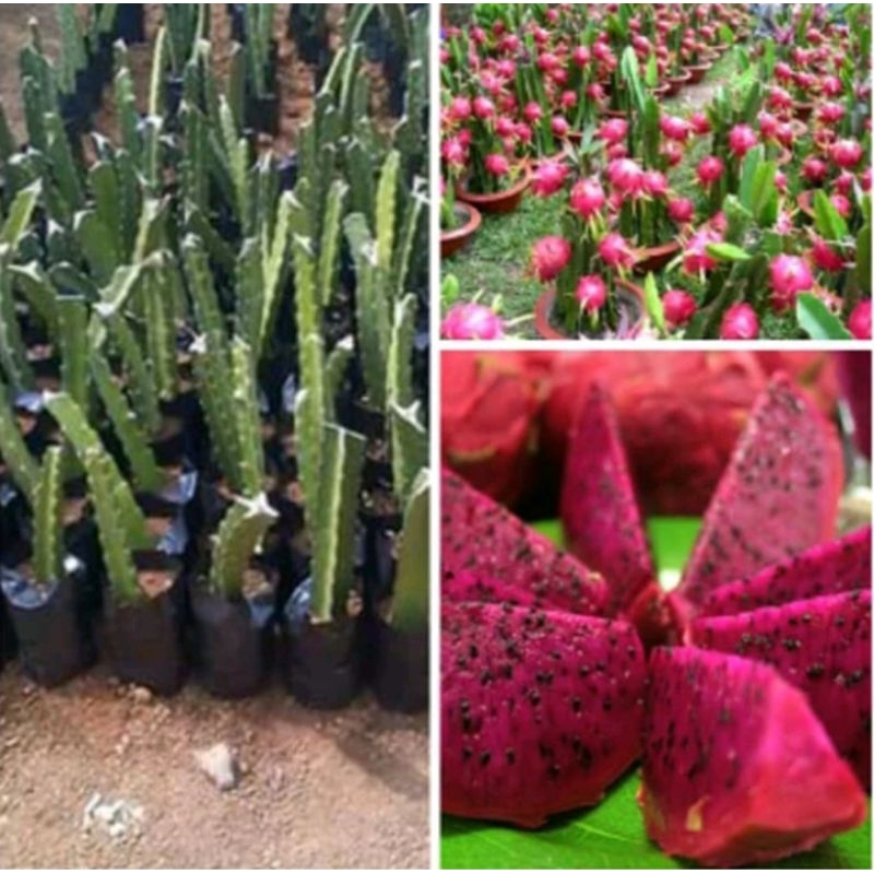 Pohon buah naga / Batang pohon naga merah