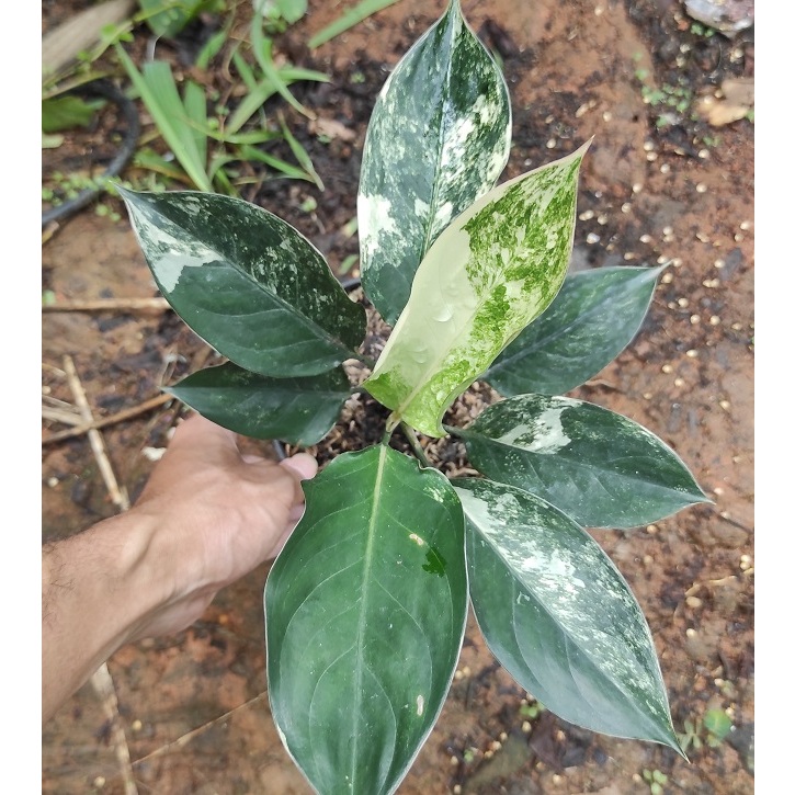 Tanaman hias aglonema siam jade varigata - aglaonema siam jade variegata - aglonema siamjade
