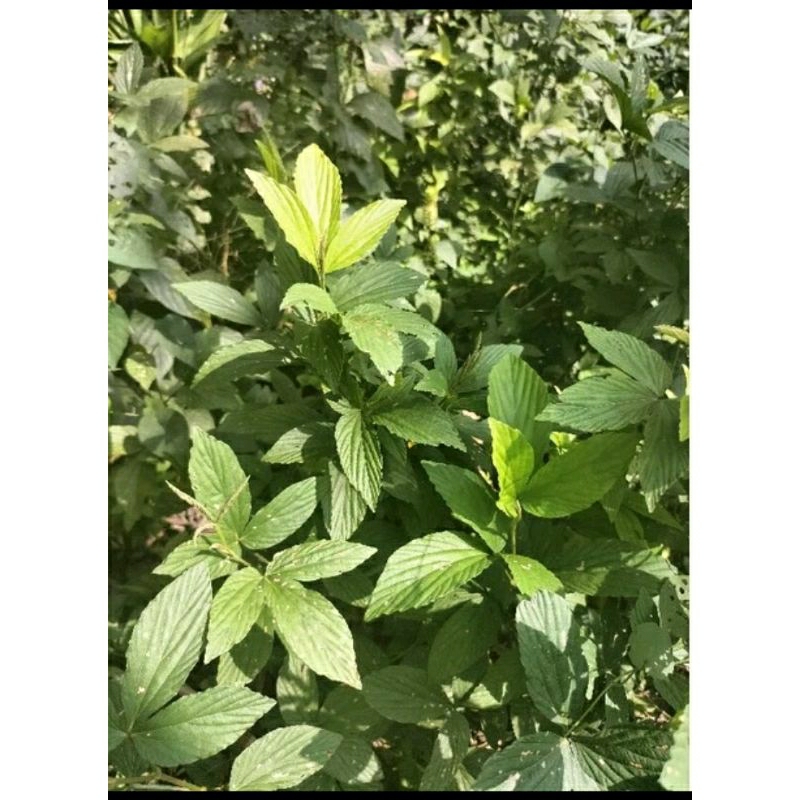 

100 GRAM DAUN OPO OPO SEGAR/FRESH PETIK HERBAL ORGANIK