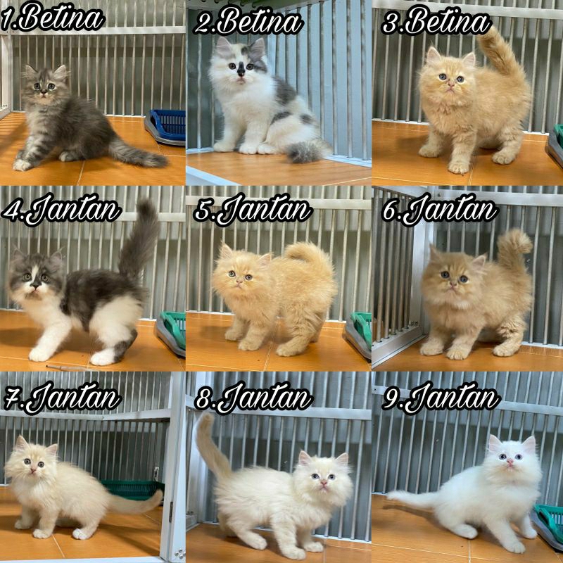 Kucing Persia longhair