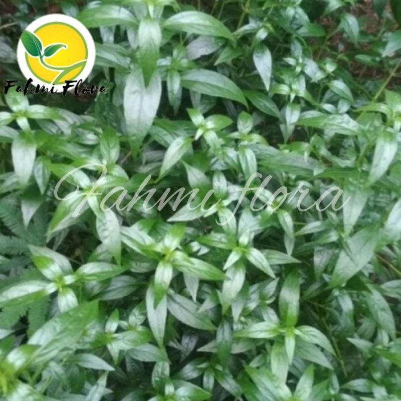 

DAUN Sambiloto segar 50 gram