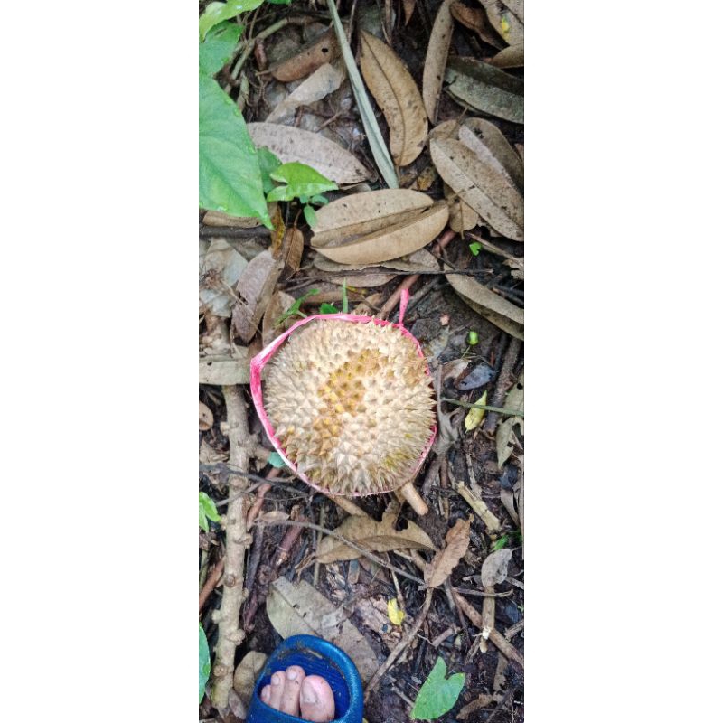 

Durian montong mantap dan lezat