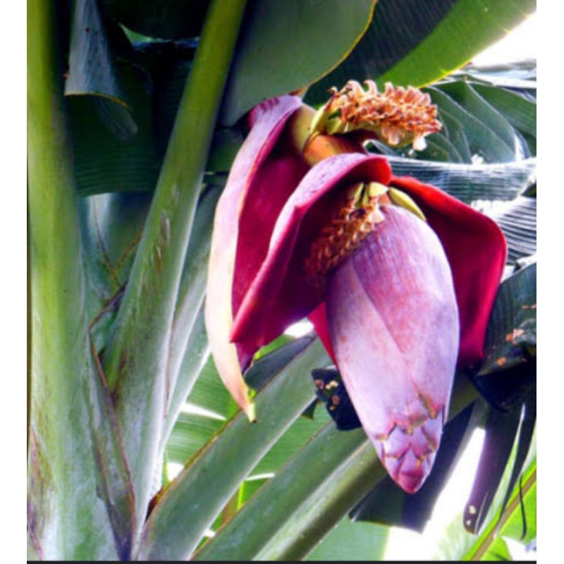 

jantung pisang kepok