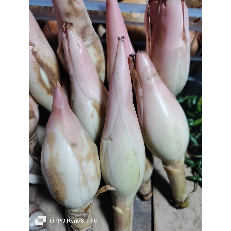

Buah kecombrang segar 500grm