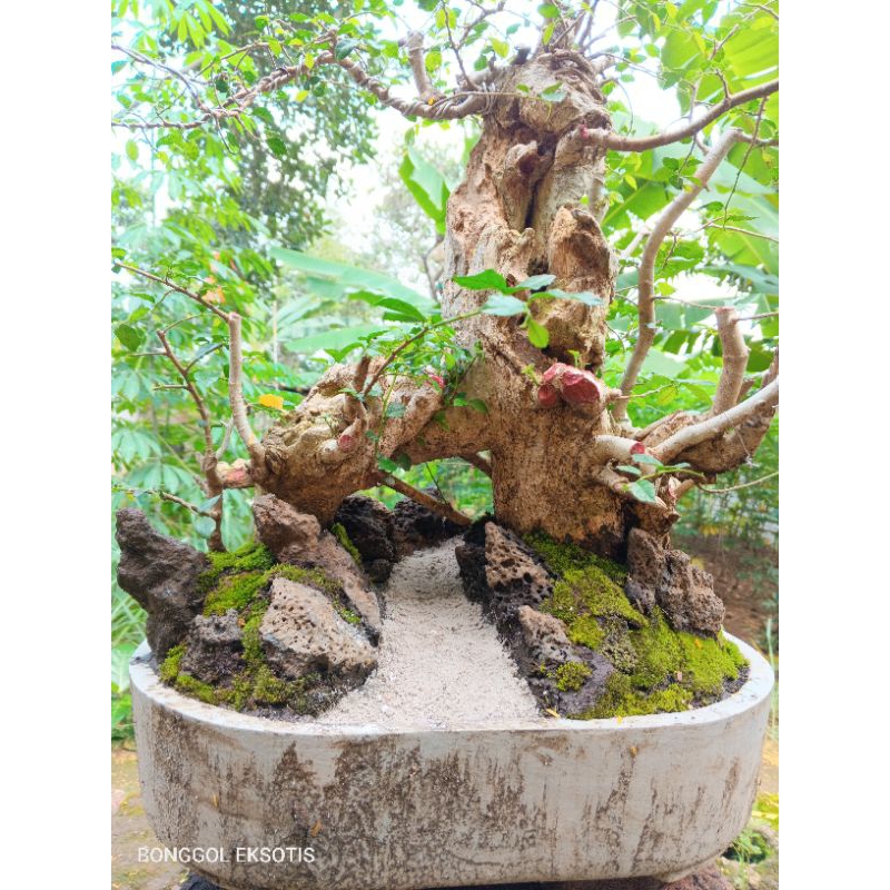 bonsai serut panorama siap bajang