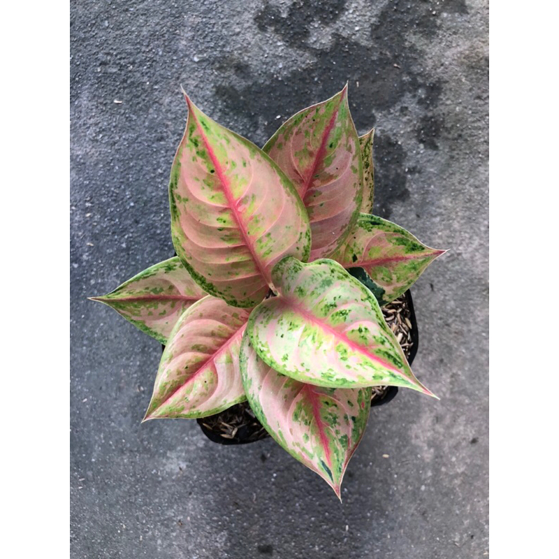 AGLONEMA LIGHT OF DIAMOND (LOD)