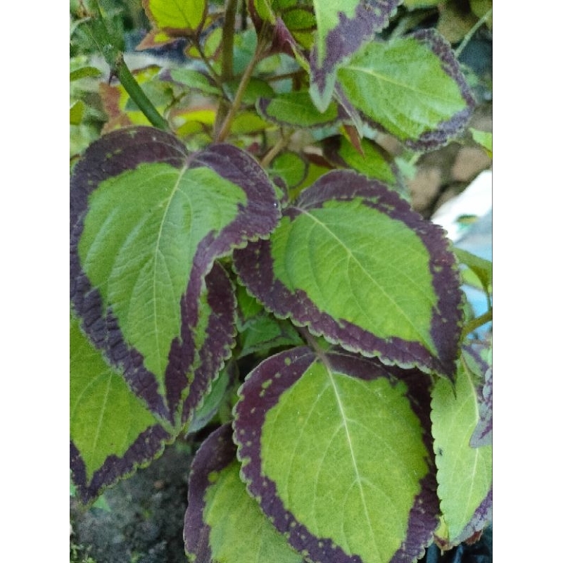 MIANA/ILER BOLU PANDAN