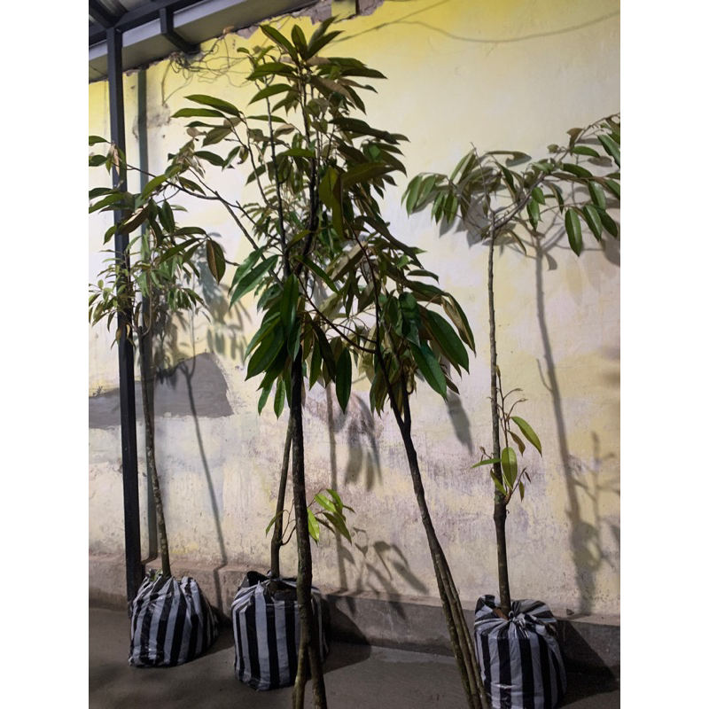 Bibit Durian Musangking kaki 3 batang Besar