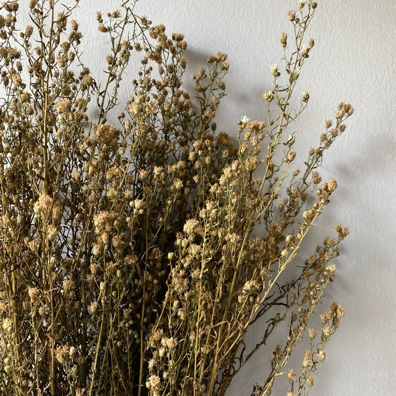 Dried Rodanthe - Bunga Rodanthe Kering, Bunga Kering