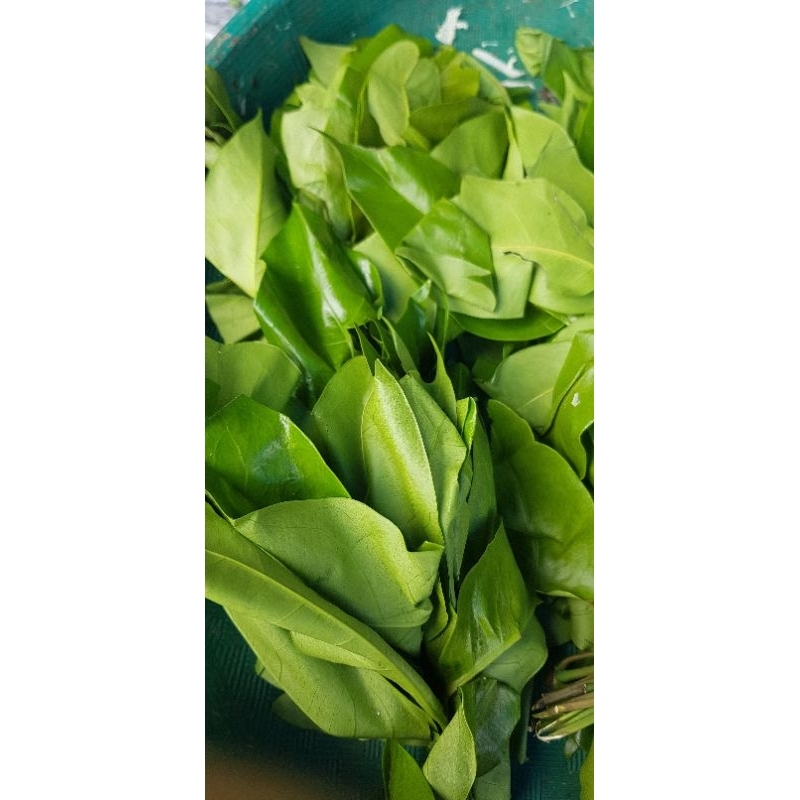 

Daun melinjo 1 ikat