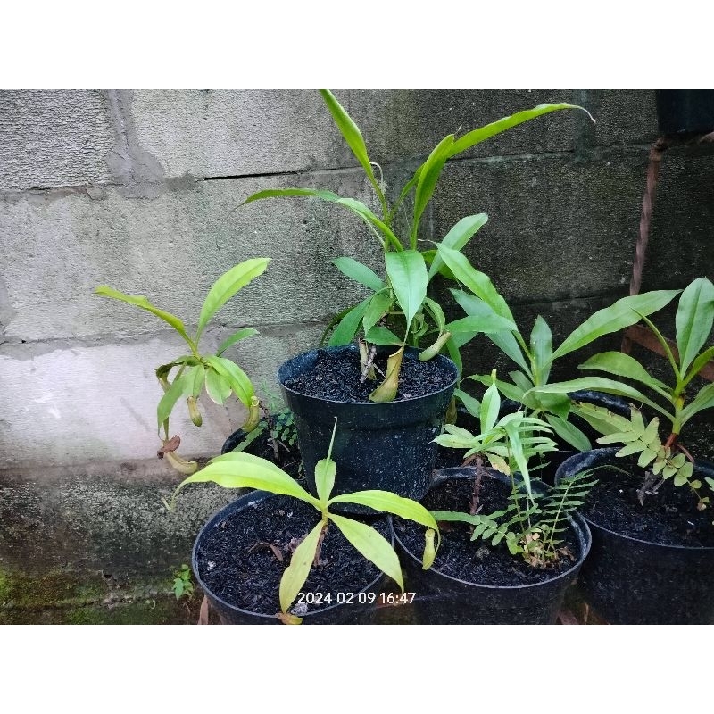 Kantong semar mirabilis | kantong semar