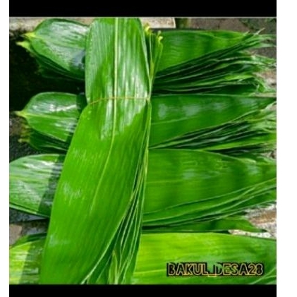 

daun bambu jumbo daun bambu bu bungkus bacang 65 lmbar