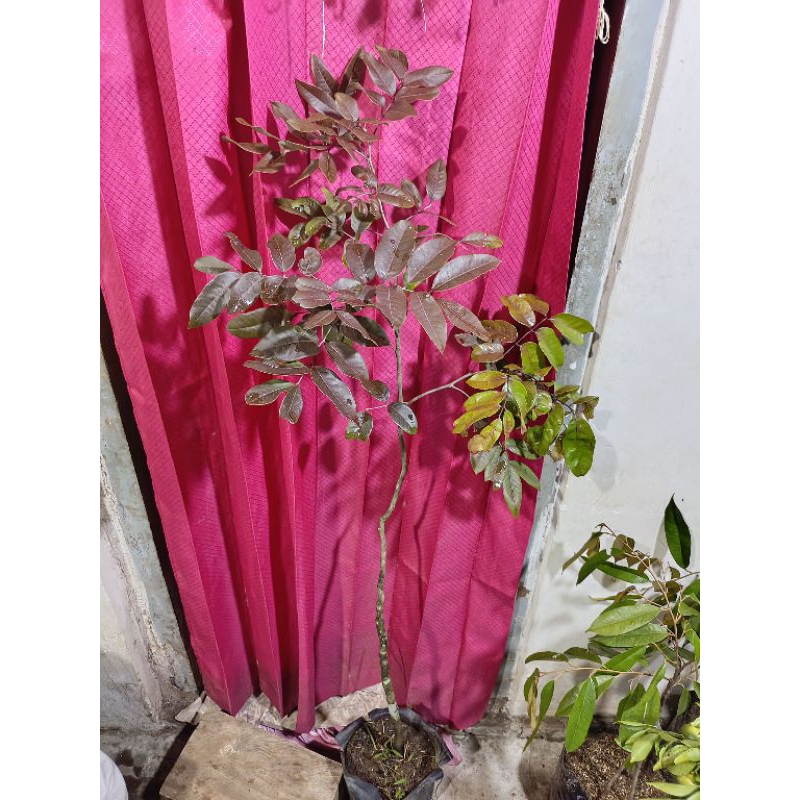 Bibit kelengkeng merah 1 meter up batang besar