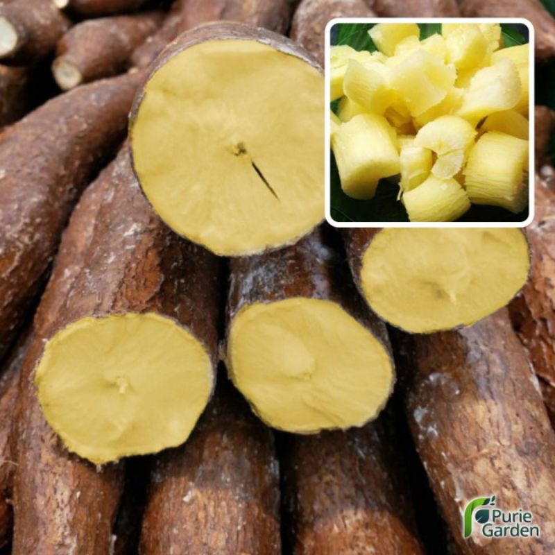 PROMO TER MURAH bibit singkong kuning/singkong keju/paket 25 batang plus bonus
