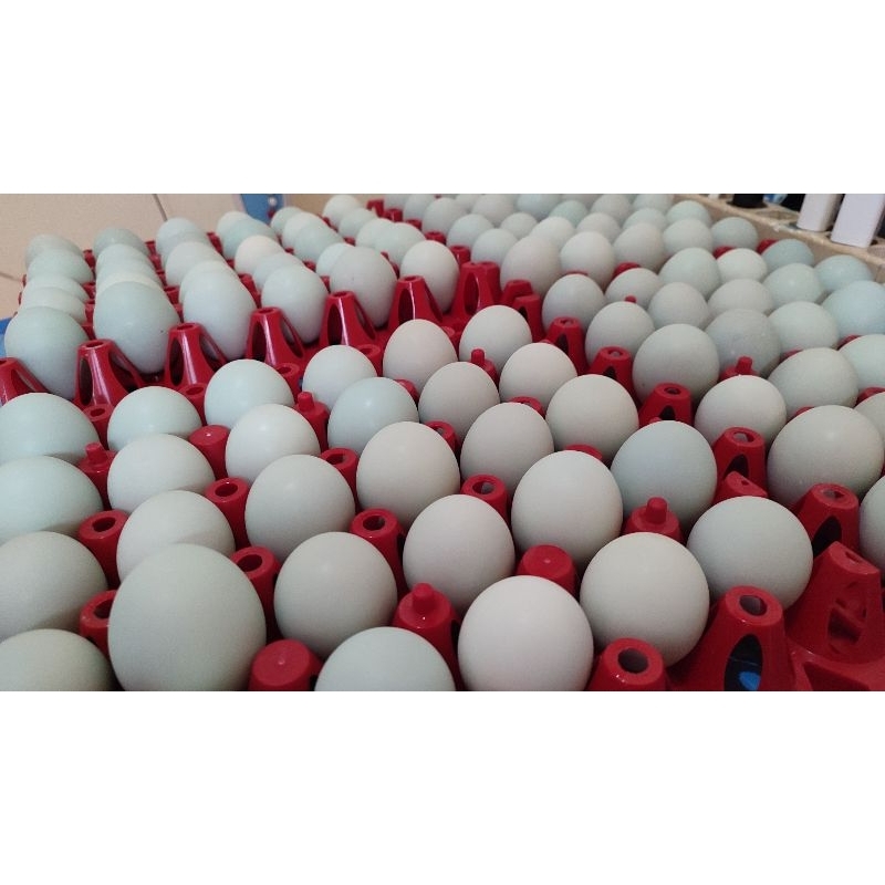 

Telur Asin "Hore" Masir Gurih | Salted Egg