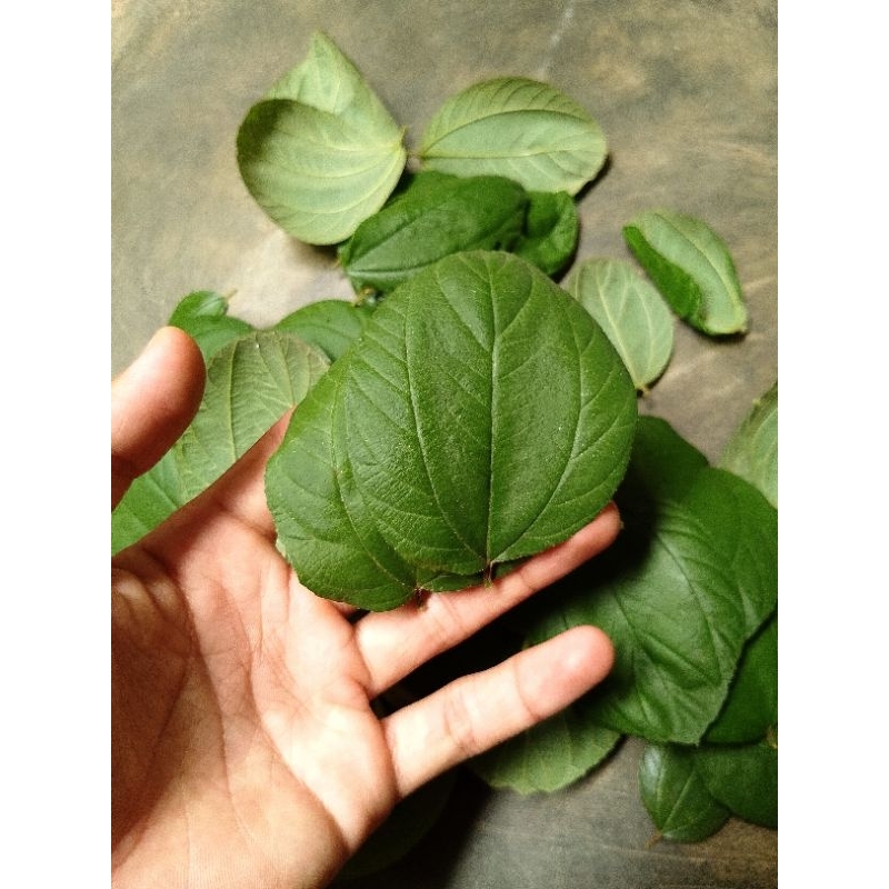 

Daun Bidara obat Fresh petik langsung