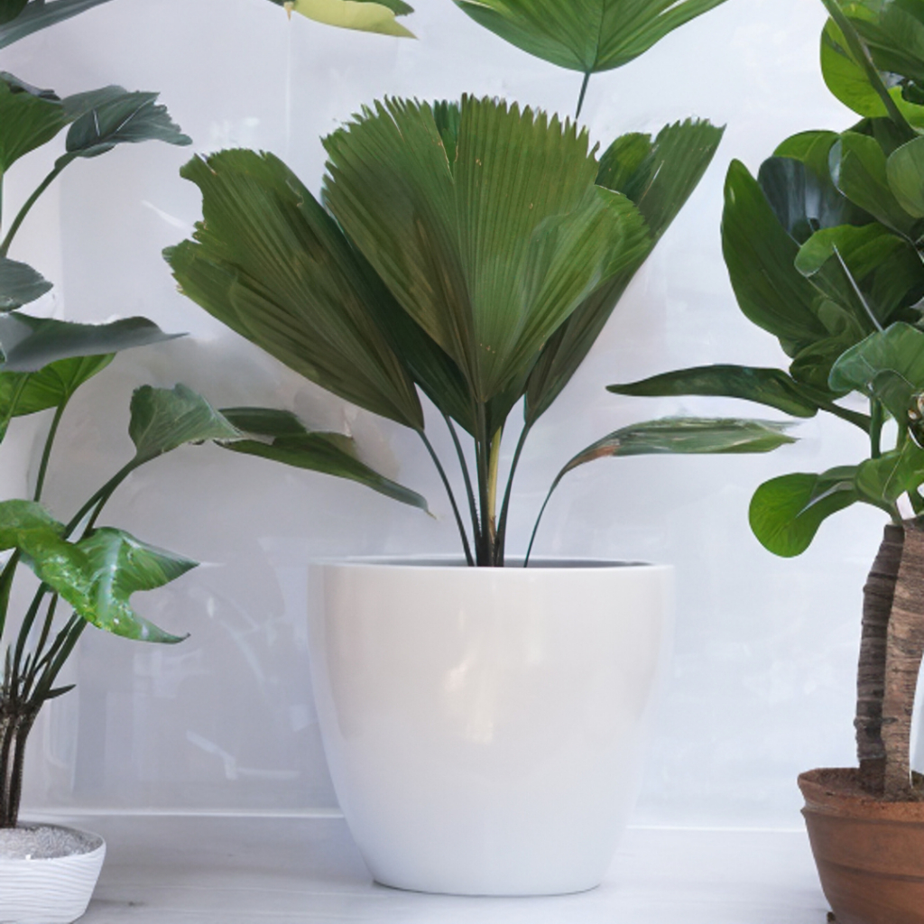 Tanaman Hias Indoor - Pohon Palem Kipas Lady Palm (Rhapis Excelsa)