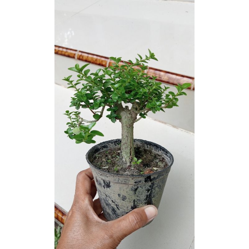 bonsai mame sancang