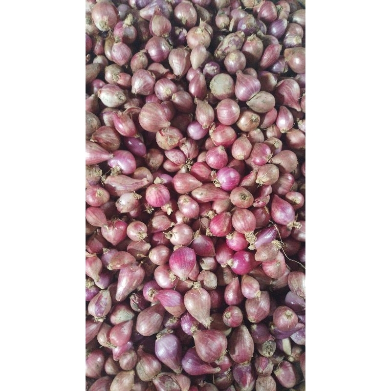 

bawang merah