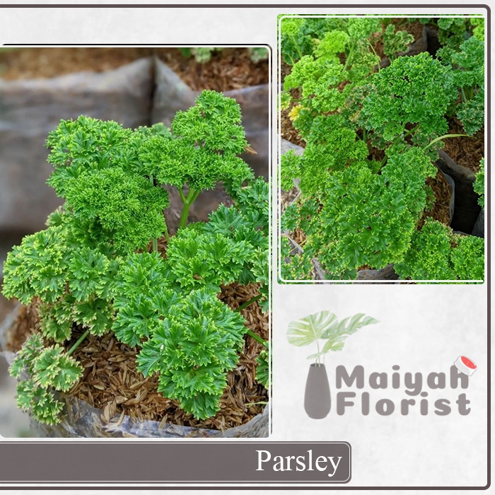 Tanaman Sayur Hidup Parsley - Peterseli - Petroselinum crispum