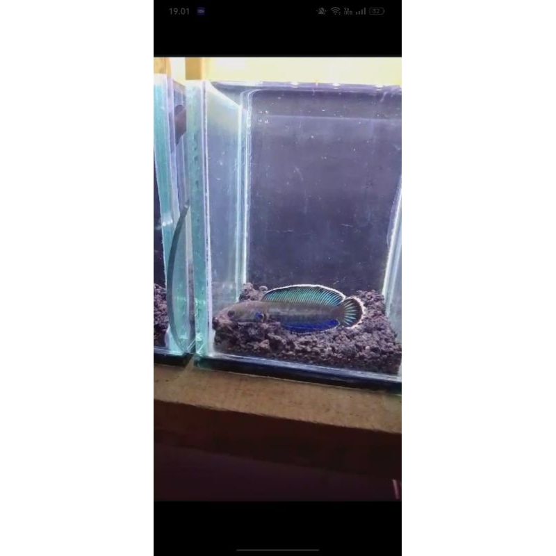 ikan chana andrao single tank flaring kaca