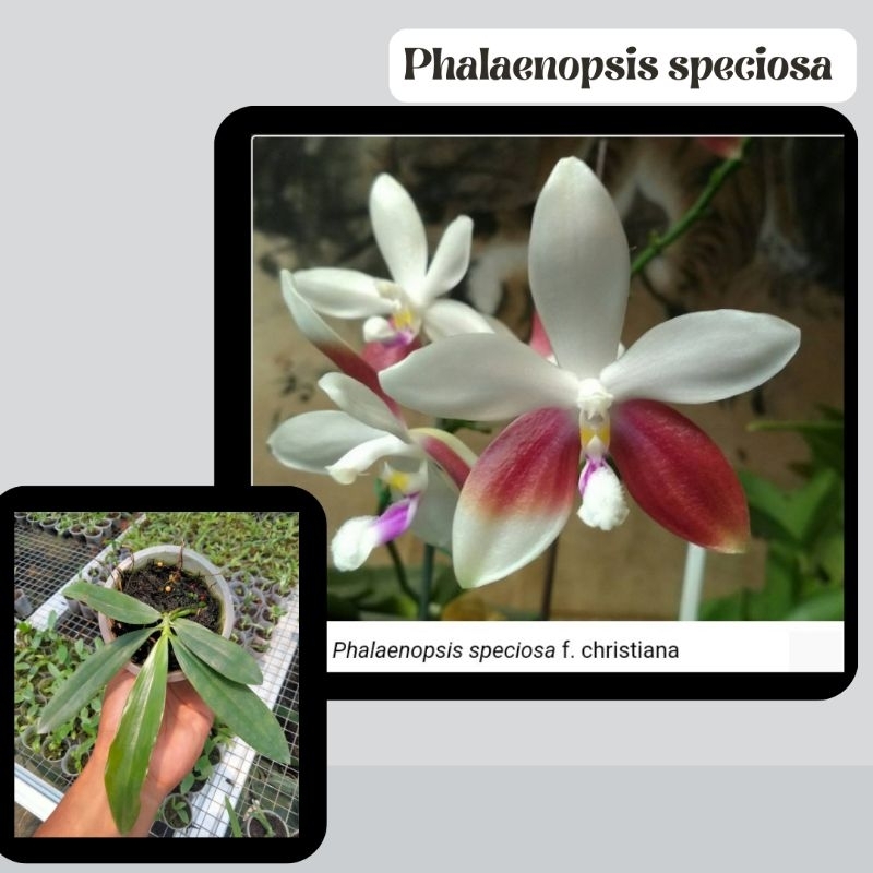 phalaenopsis speciosa (syn. Phalaenopsis tetraspis)